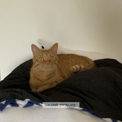 Photo de chat perdu à Le Theil