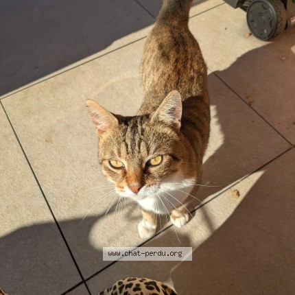 Photo 1/1 Chat trouvé Trouvé à Givors
