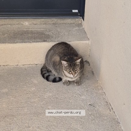 Photo de chat perdu à Cessenon Sur Orb