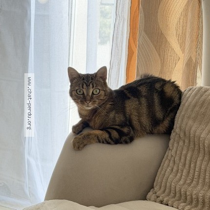 Photo de chat perdu à Versailles
