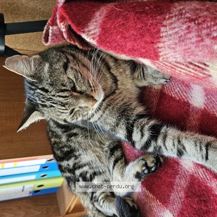 Photo 1/1 Chat retrouvé Perdu à Etterbeek