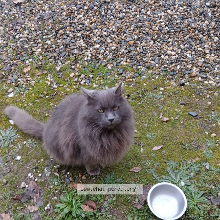 Photo de chat perdu à Condom