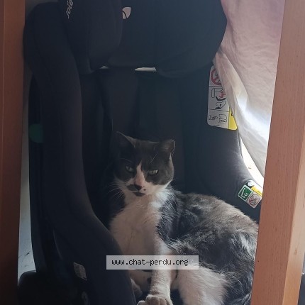 Photo 1/1 Schamallow Chat perdu à Trebeurden