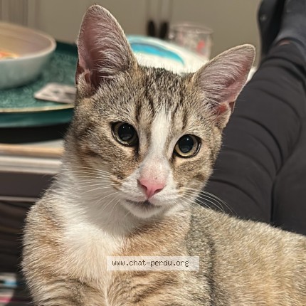 Photo de chat perdu à Ste Marie De Re