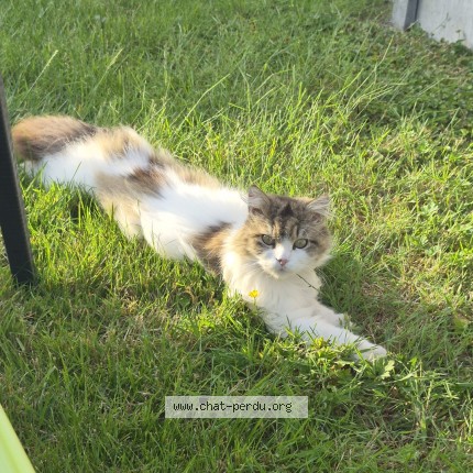 Photo 1/1 milka Chat perdu à Lambres Lez Aire