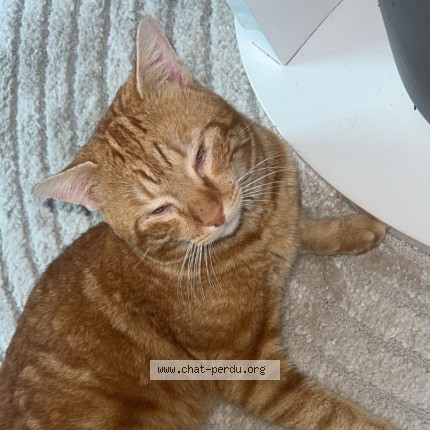 Photo 1/1 Popi Chat perdu à Aulnay Sous Bois