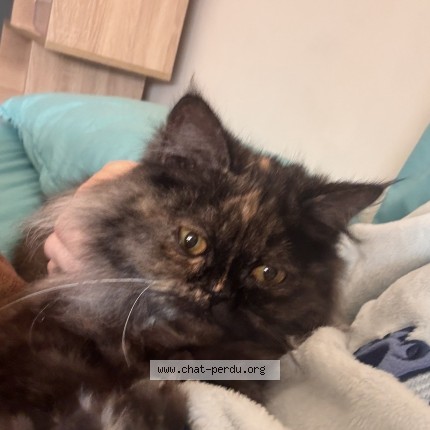 Photo 1/1 luna Chat perdu à Oran