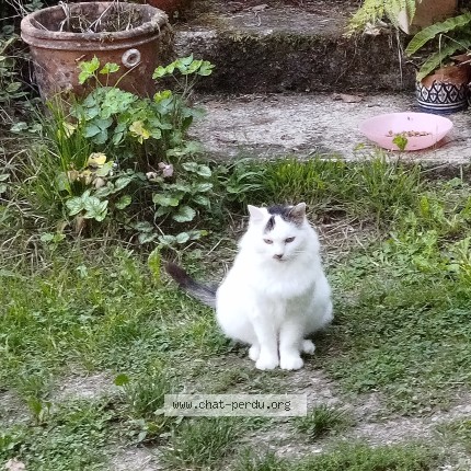 Photo de chat trouvé à Saint Paterne Racan
