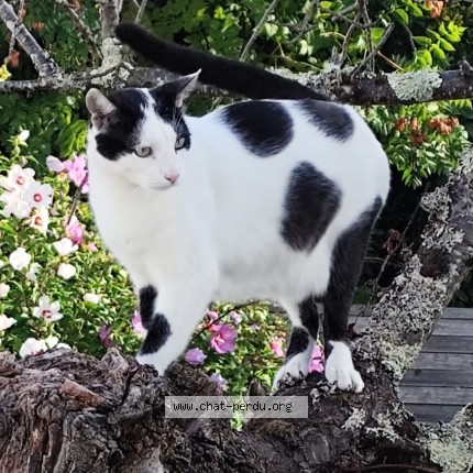 Photo 1/1 Titi Chat perdu à Angouleme