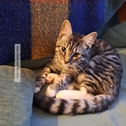 Photo 1/2 Chat trouvé Trouvé à Rennes