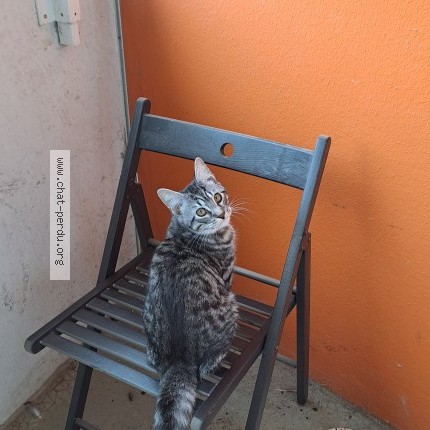 Photo 2/2 Chat trouvé Trouvé à Rennes