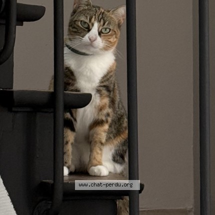 Photo de chat perdu à Clermont