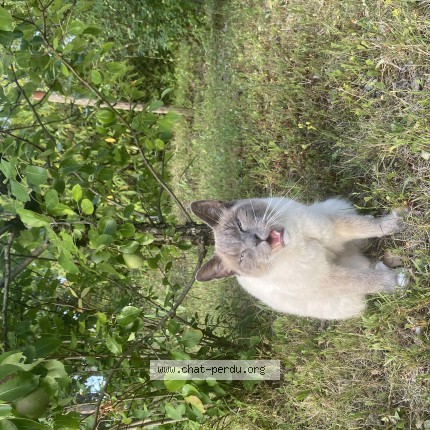 Photo 1/1 Socquette Chat perdu à Cosne Sur Loire
