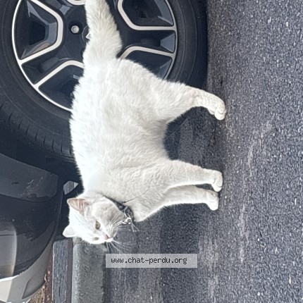Photo de chat trouvé à Le Petit Quevilly
