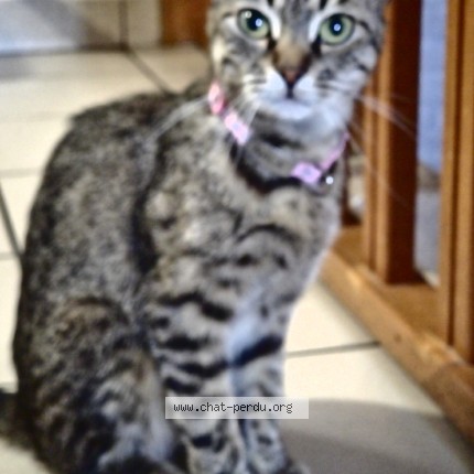 Photo de chat perdu à Dammartin En Goele