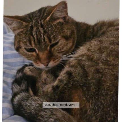 Photo de chat perdu à Boissets