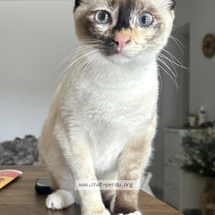 Photo 1/1 Ava Chat perdu à Brignoles