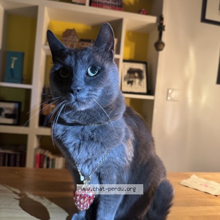 Photo de chat perdu à Versailles