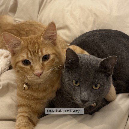 Photo de chat perdu à Lys Lez Lannoy