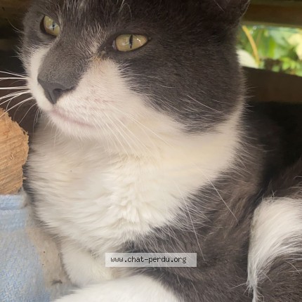 Photo 1/1 Nono Chat perdu à Bellevaux