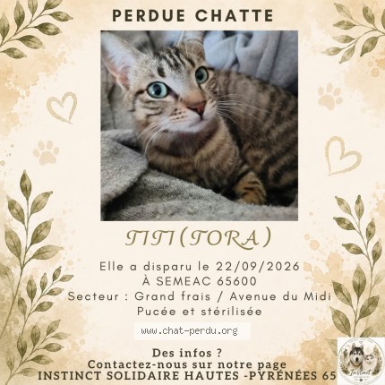 Photo 1/1 Titi Chat perdu à Semeac