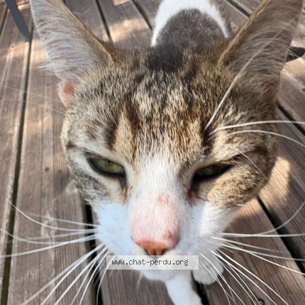 Photo de chat perdu à Malo Les Bains