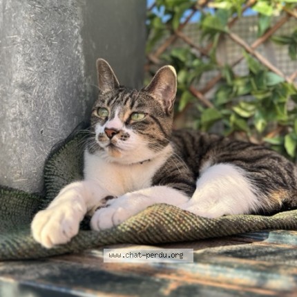 Photo de chat perdu à Le Perrier