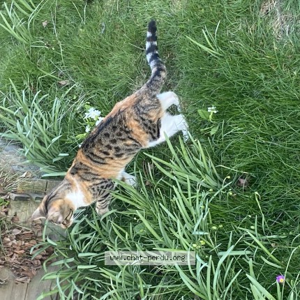 Photo de chat perdu à Les Hautes Rivieres