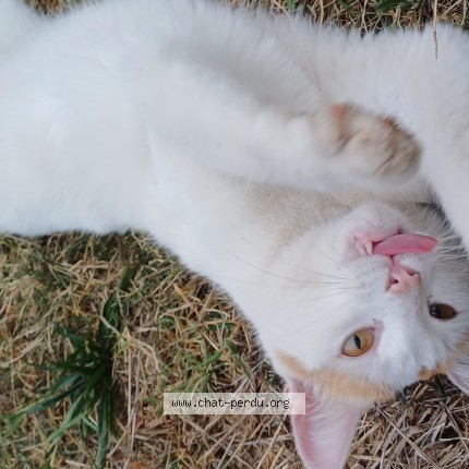 Photo 1/2 Chat trouvé Trouvé à Venissieux
