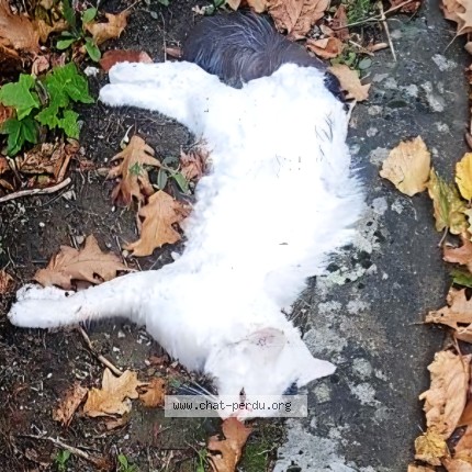 Photo 1/1 Chat trouvé Trouvé à Lieu Saint Amand