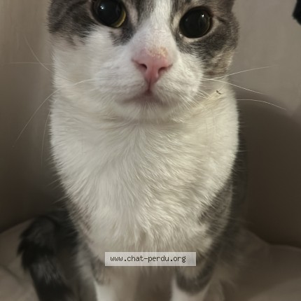 Photo 1/1 Poupoune Chat perdu à Villeurbanne