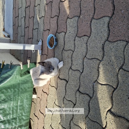 Photo de chat trouvé à Ambes