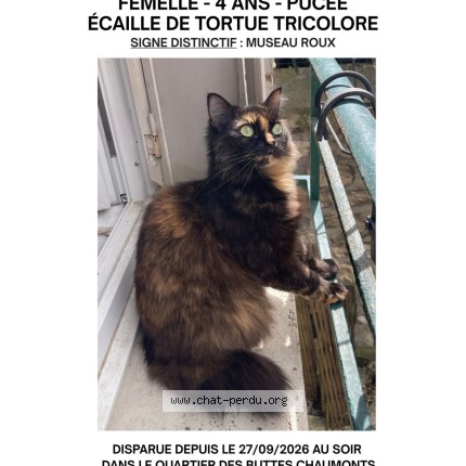 Photo 1/1 Bellombre Chat perdu à Paris
