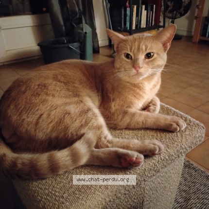 Photo 1/1 Chat retrouvé Perdu à Perols