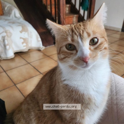 Photo de chat perdu à Arthez D Asson