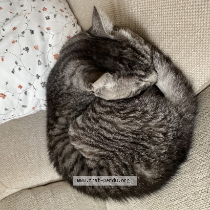 Photo 1/1 Chat trouvé Trouvé à Le Mont Sur Lausanne
