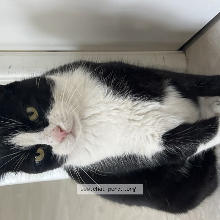 Photo de chat trouvé à Juvignac