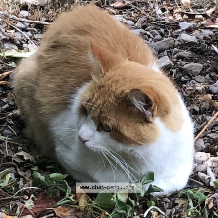 Photo de chat trouvé à Ferrere