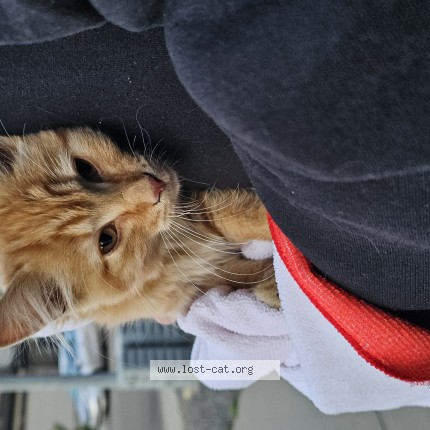 Photo de chat trouvé à Edmonton