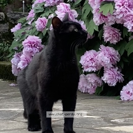 Photo 1/1 Basile Chat perdu à Villeurbanne