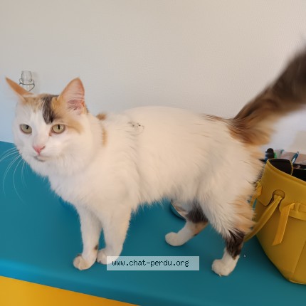 Photo de chat perdu à Anglet
