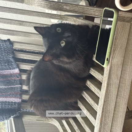 Photo de chat perdu à Anglet