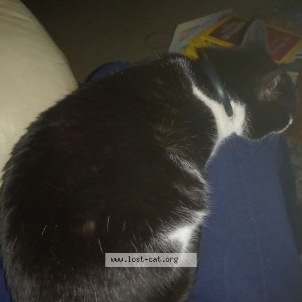 Photo de chat trouvé à Jhb