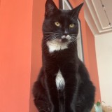 Mowgli