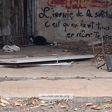 Photo de chat trouvé à Toulouse