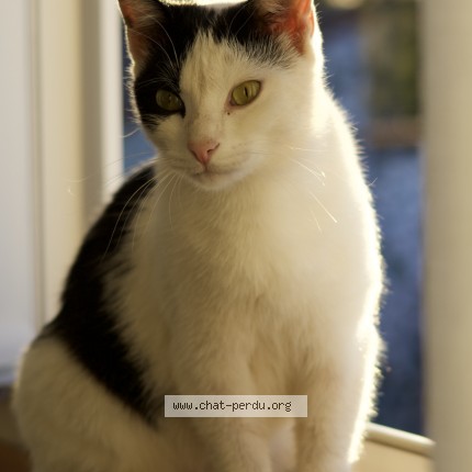 Photo 1/1 blanche neige Chat perdu à Vivonne