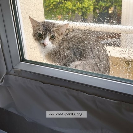 Photo de chat trouvé à Montpellier
