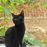 Nala