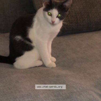 Photo 1/1 Poupette Chat perdu à Courbevoie
