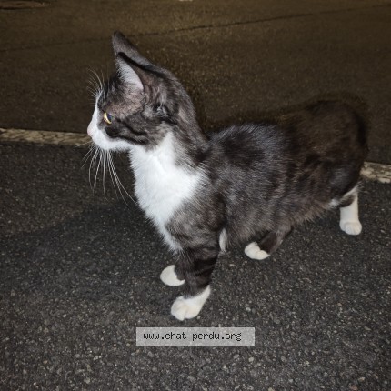 Photo de chat trouvé à Le Mans